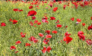 2007.05.20