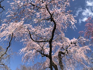 kyoto