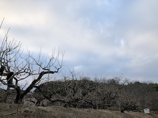 nara_08